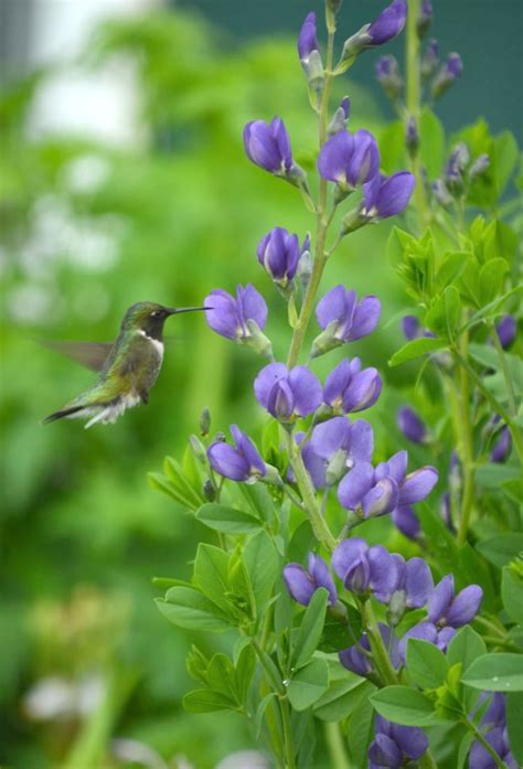 Blue Wild Indigo (Baptisia australis) - Cable Natural History Museum