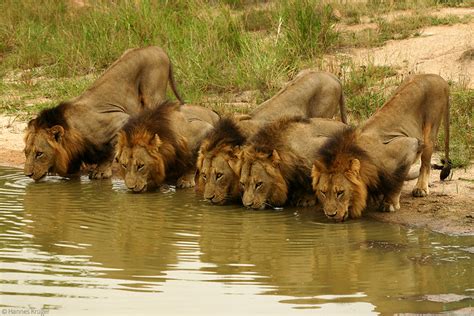 Meet the lion coalitions & prides of the Greater Kruger - Africa Geographic