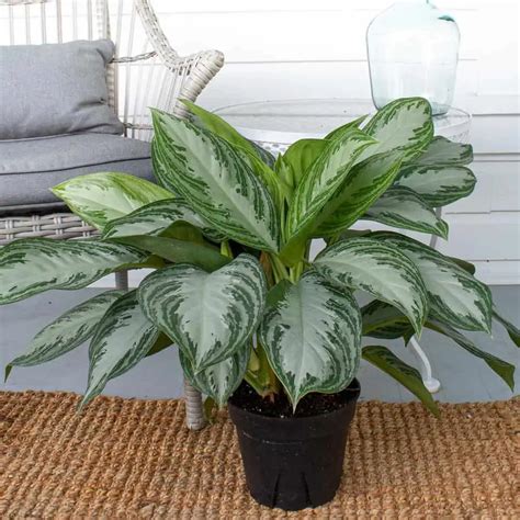 Chinese Evergreen Plant (Aglaonema): The Growth And Care Guide | UnAssaggio