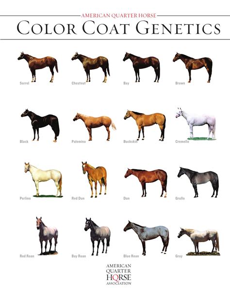 Quarter horse coat colors by HRCS - Issuu