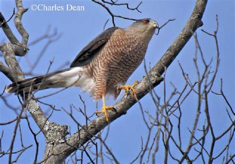 Tennessee Watchable Wildlife | Cooper's Hawk - Habitat: FOREST