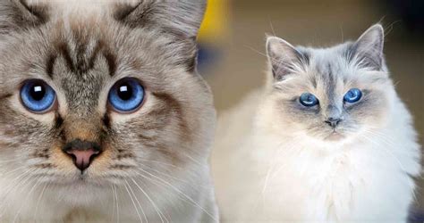 The Birman Cat: Cat Breed Profile - We Love Cats and Kittens