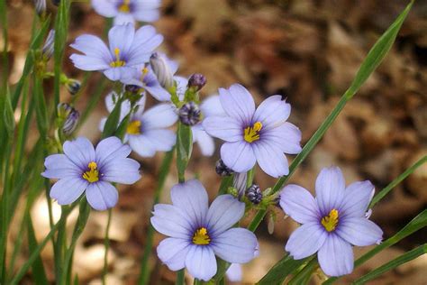 Recommended Native Groundcovers for Central Florida