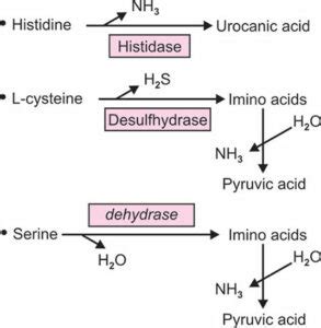 Oxidative and non-Oxidative Deamination - Microbiology Notes