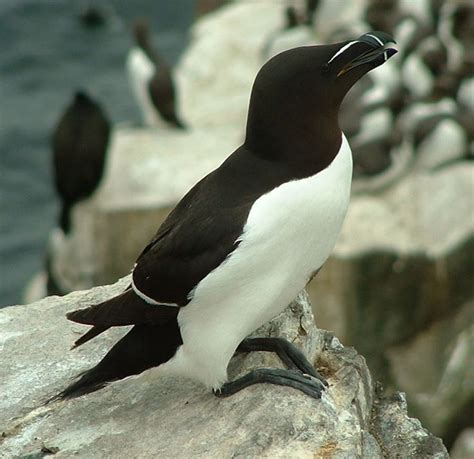 25 best British sea birds images on Pinterest | British, Birds and ...