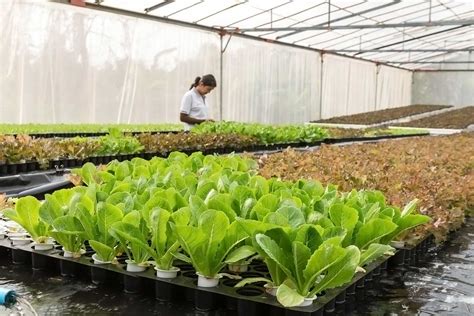 Indoor farming – a new link in the food chain - Hanna Instruments Africa