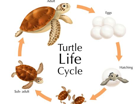 Turtle life cycle set by Macrovector on Dribbble