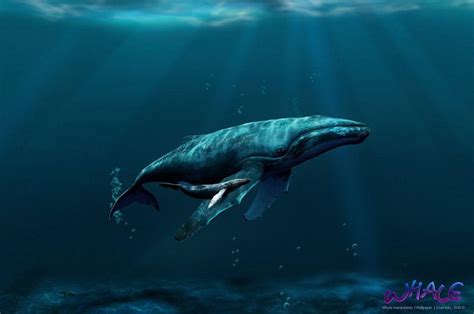 Whales Wallpapers - Wallpaper Cave