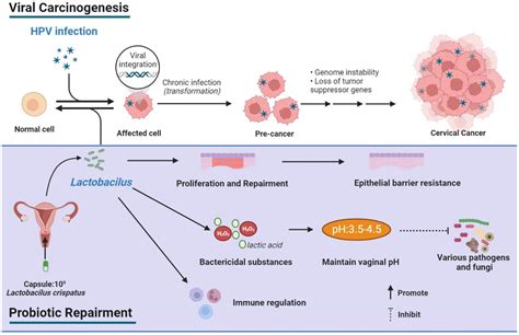 Effectiveness of vaginal probiotics Lactobacillus crispatus chen-01 in ...