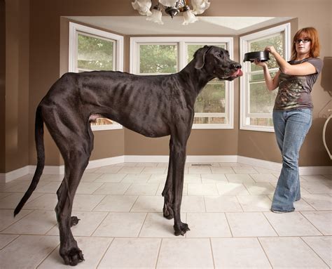 Zeus the Great Dane: the World's Tallest Dog - Hello Danes