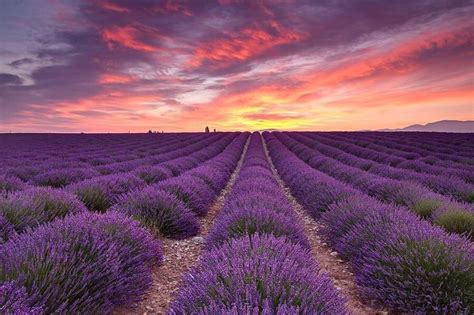 Sunrise over lavender fields, Provence, France | Photography by ...