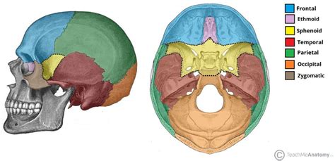 Sphenoid Bone - Location - Structure - Function - TeachMeAnatomy