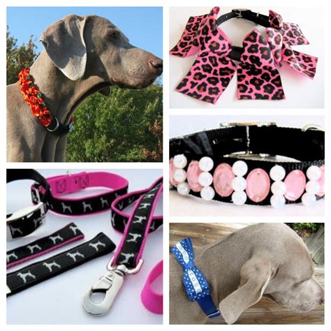 The 10 Coolest Dog Accessories You Should Have - Pet Paw