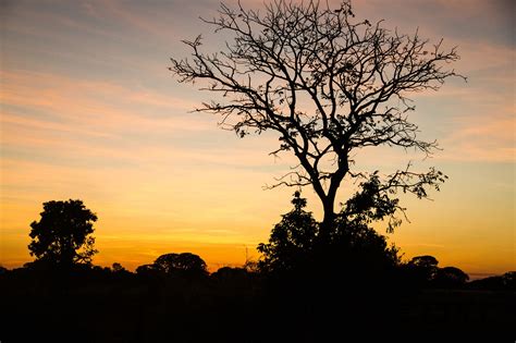 Don't Expect Brazil's Cerrado Forest to Be Saved by the Corporate World ...