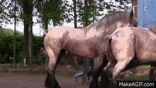 Horse breeding 3 - Belgian draft horse mating on Make a GIF