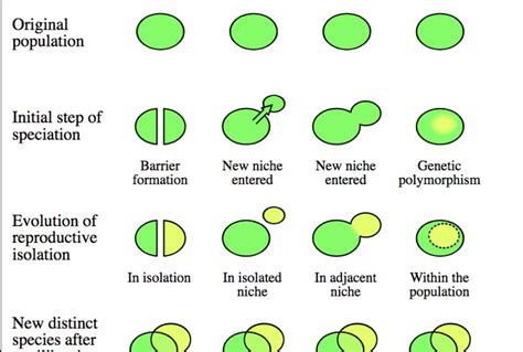 Natural Selection Diagram