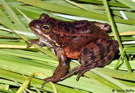 Oregon spotted frog - Alchetron, The Free Social Encyclopedia