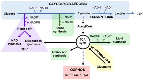 Cells | Free Full-Text | Nicotinamide Adenine Dinucleotide (NAD ...