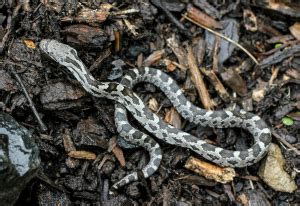 Native Animal Profile: Eastern Ratsnake (Pantherophis alleghaniensis)