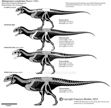 Majungasaurus crenatissimus skeletals. by Franoys on DeviantArt