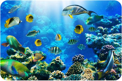 Aquatic Biomes ( Read ) | Biology | Ocean wallpaper, Tropical fish ...