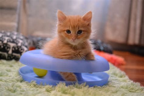 How to Prepare for a New Kitten - Cat Adoption Team