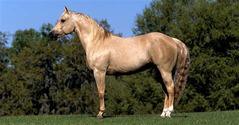 Palomino