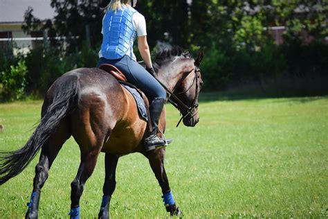 Nikon 194 | Equine Reflections Photography | Flickr