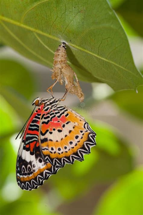 175 Leopard Lacewing Pupa Stock Photos - Free & Royalty-Free Stock ...