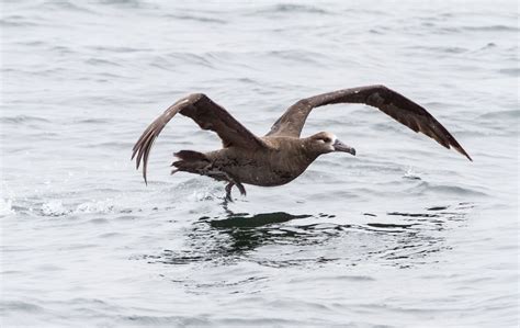 Black-footed Albatross at Monterey IMG_6409 | We saw about 1… | Flickr