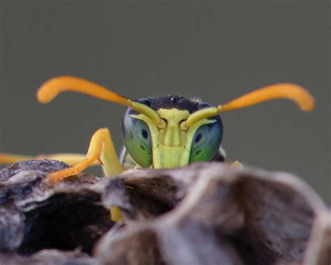 Paper wasps on nest ultra close up Photograph by Lenti Hill - Pixels