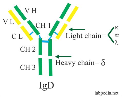 Immunoglobulin D (IgD) - Labpedia.net