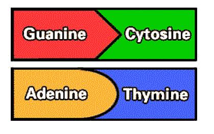 Cytosine And Guanine