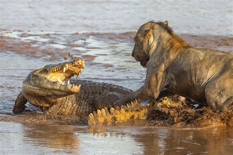 Crocodile vs Lion : r/natureismetal