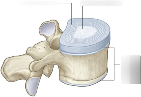 Human Anatomy 1 - Intervertebral Joints Diagram | Quizlet