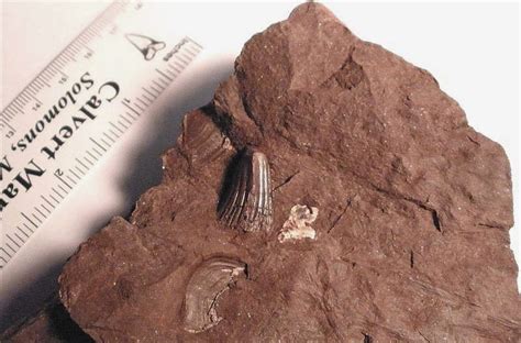 Fossilguy.com: Red Hill Fossil Hunting - Hyneria Teeth and Scales