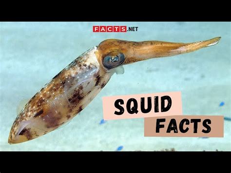 40 Squid Facts About the Popular Cephalopod in the Ocean - Facts.net