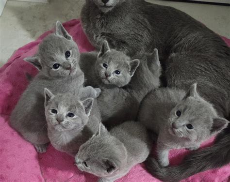 Russian Blue Kittens