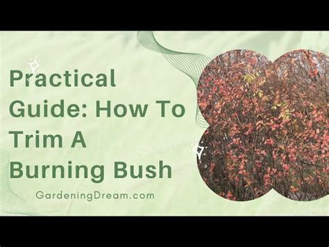 How to Prune a Burning Bush - HayFarmGuy