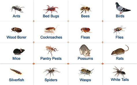 Common House Bugs Insects