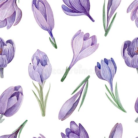 Purple Crocus Hand Painted Watercolor Seamless Background Stock Image ...