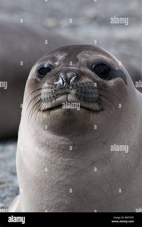 Cara foca fotografías e imágenes de alta resolución - Alamy