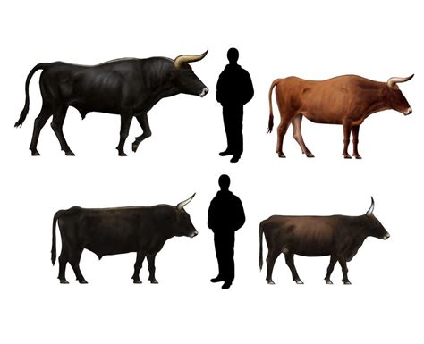 Aurochs heck comparison - Heck cattle - Wikipedia, the free ...