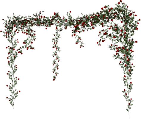 Beach rose Vine - Rose Vine png download - 2874*2428 - Free Transparent ...