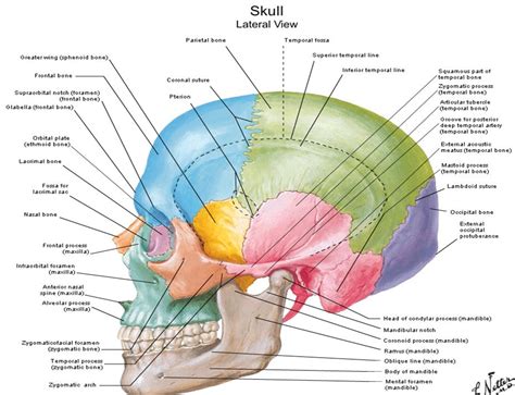 Skull Anatomy Lateral View