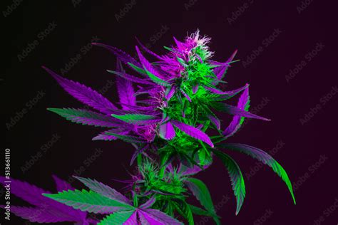 Bright Marijuana Plant. Vibrant medical cannabis colored in purple neon ...