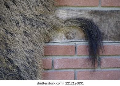 1,214 Wild Boar Skin Stock Photos, Images & Photography | Shutterstock