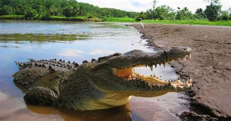 Crocodile Tour in Natural Habitat - Jaco | Project Expedition