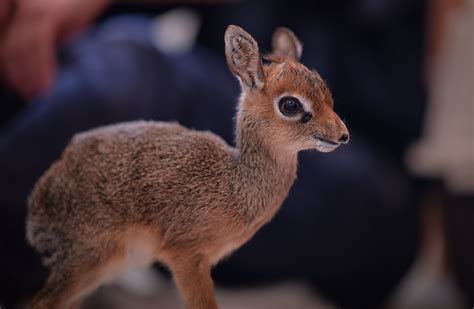 This baby dik-dik antelope is adorable. #CubFriday Photo: Picture ...