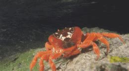 pom pom crab | Tag | PrimoGIF